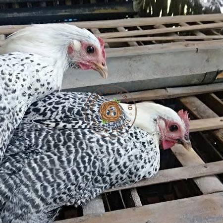 

Telur ayam arab / telur ayam hias / telur fertil siap kirim KURNIA PRATAMA ID