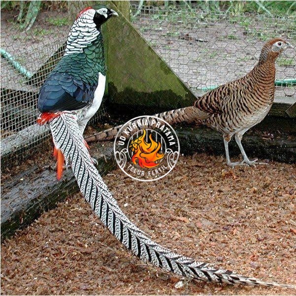 

Telur ayam hias ringneck lady amherst pheasant fertil untuk ditetaskan UD KURNIA PRATAMA