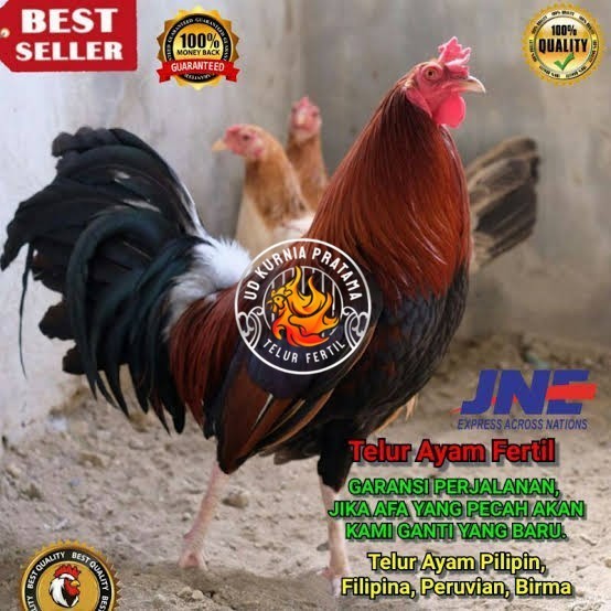 

Telur ayam hias pilipin fertil bisa ditetaskan Langsung UD KURNIA PRATAMA