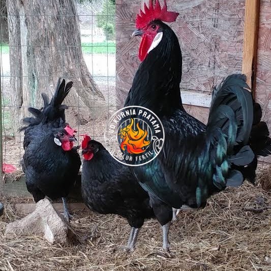 

Telur ayam white face spanish / telur ayam hias fertil siap kirim UD KURNIA PRATAMA