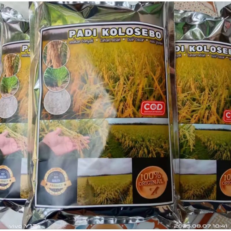 BENIH PADI KOLOSEBO 02 ORIGINAL KG