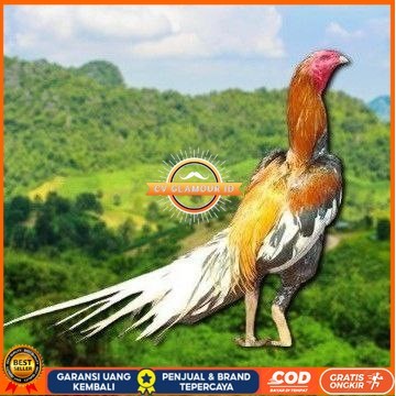 

EKOR LIDI PUTIH TELUR FERTIL CV GLAMOUR ID