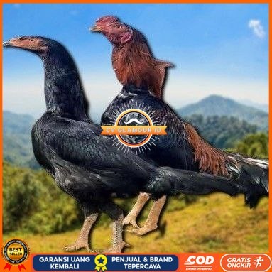

telur ayam shamo jepang ori aduan bisa untuk di tetaskan CV GLAMOUR ID