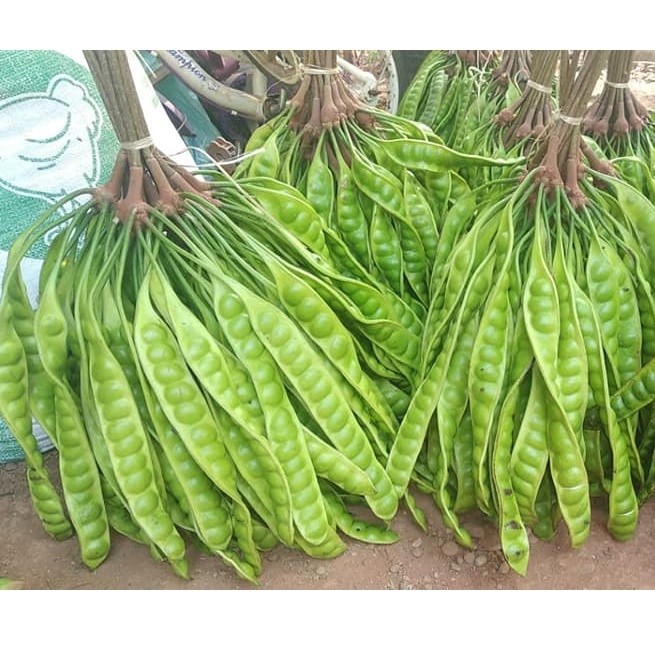 

OHI Petai Peteuy Pete Segar 1Ikat/Empong I Buah Pete I Makanan Buah I Segar