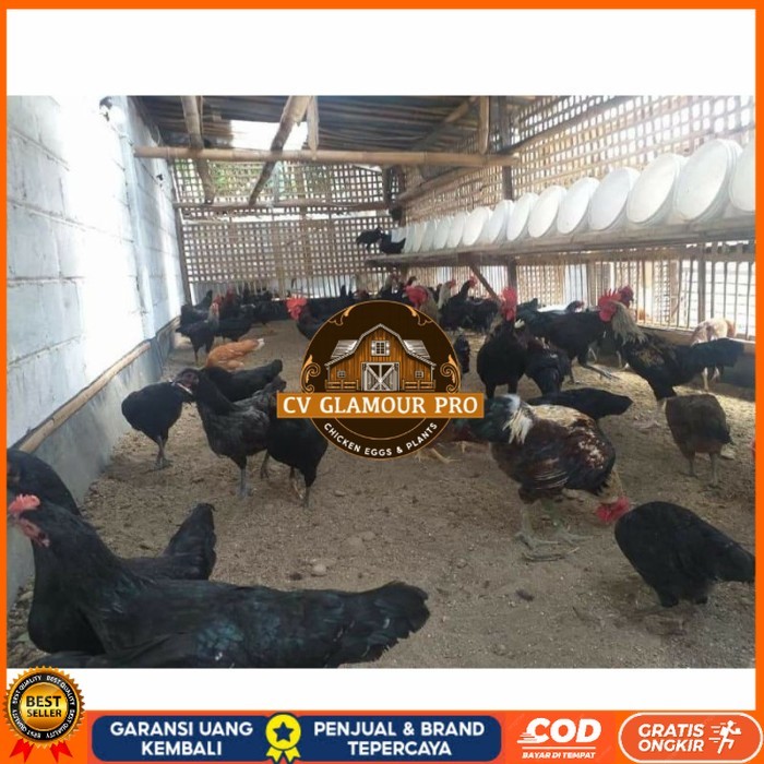 Telur ayam KUB petelur handal fertil asli siap ditetaskan - telur ayam kub CV GLAMOUR PRO