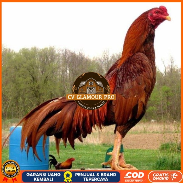 

3 EKOR TELUR BIRMA SUPER PROMO MURAH (COD) original berkualitas CV GLAMOUR PRO