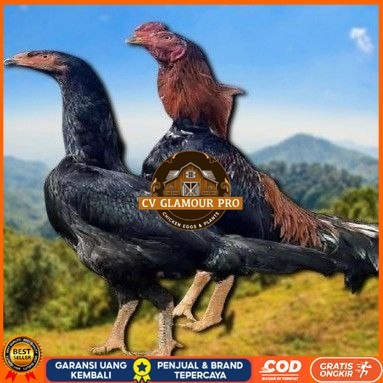 

telur ayam shamo jepang ori aduan bisa untuk di tetaskan CV GLAMOUR PRO