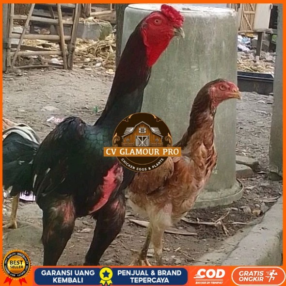 

telur ayam shamo eropa Tulangan besar bisa untuk di tetaskan CV GLAMOUR PRO