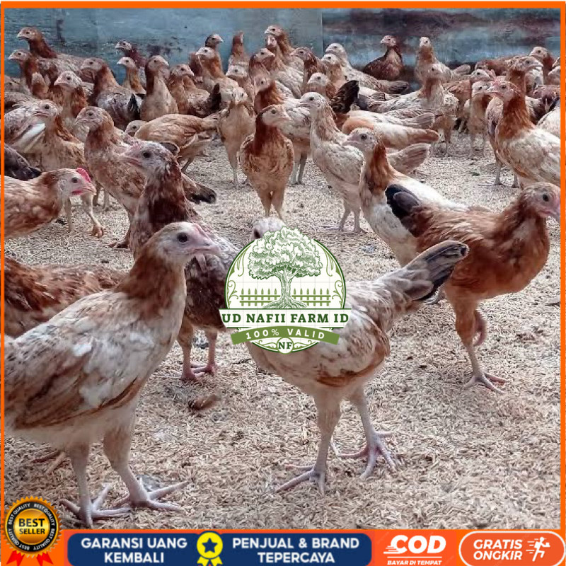

TELUR FERTIL AYAM ELBA PETELUR HANDAL INDUKAN TERSELEKSI UNTUK DITETASKAN UD NAFII FARM ID