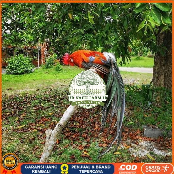 

Telur ayam phoenix onagadori / telur ayam hias fertil siap cod UD NAFII FARM ID