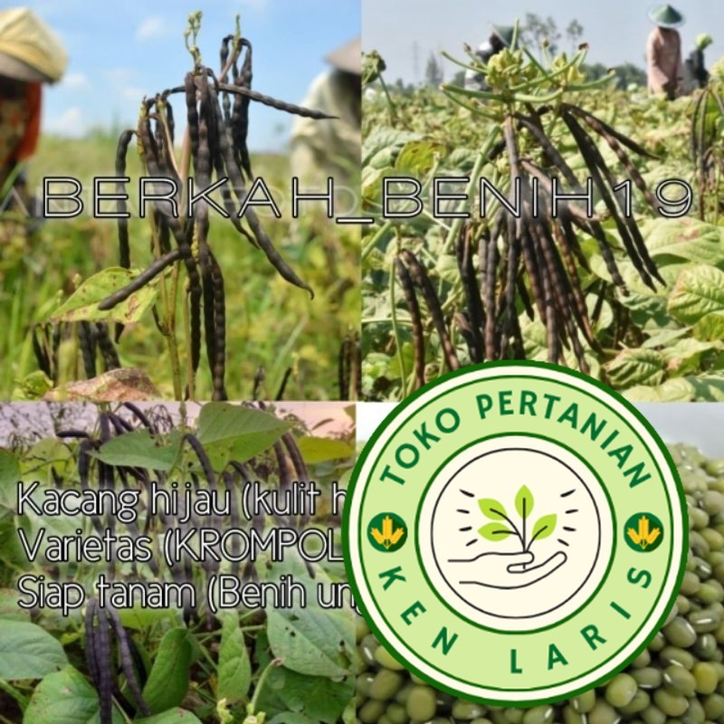 

1KG BENIH KACANG HIJAU KULIT HITAM VARIETAS KROMPOL SIAP TANAM READY!!
