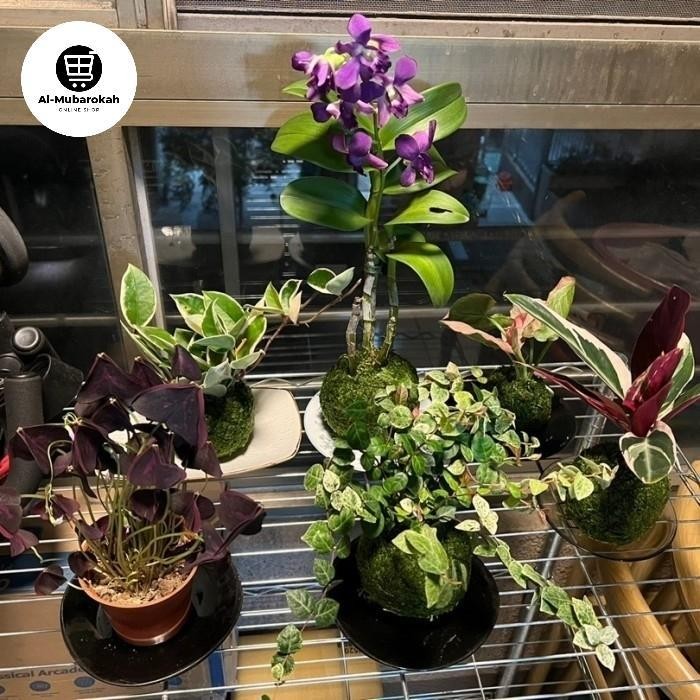 Mossball - Variegated Hoya Pink Carnosa Varigata