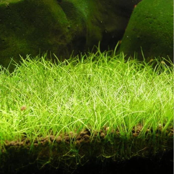Bibit Rumput Hair Grass untuk Aquascape - HG Mini Kemasan Sachet (10gr/6ml)