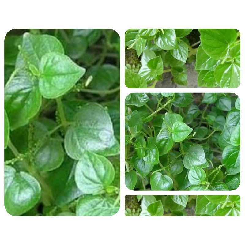 

Daun sirih cina 250 gram