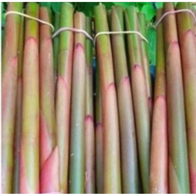 

new.. Batang kecombrang seger bumbu masak/pencok