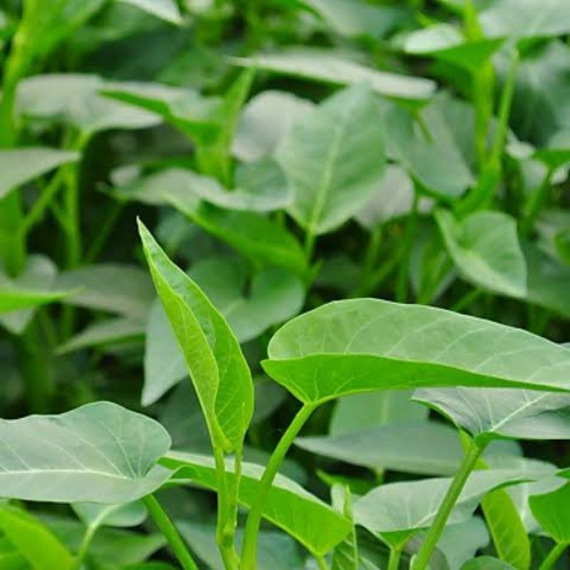 

READY!! BIBIT KANGKUNG DAUN LEBAR ️ 300 BENIH ️