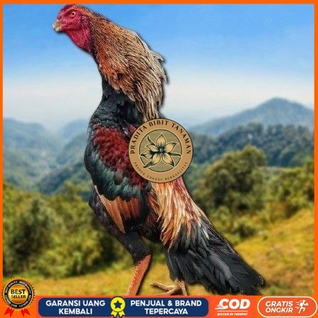 

telur tetas ayam shamo japan PRADITA BIBIT TANAMAN