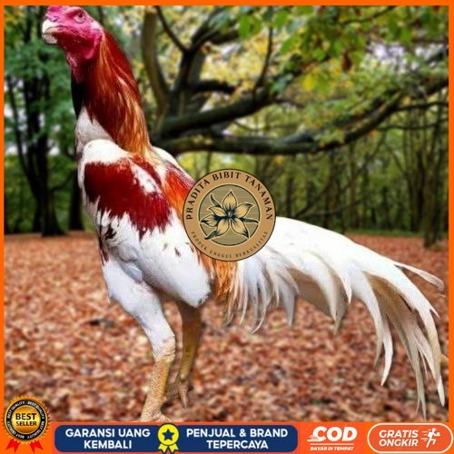 

Telur Ayam Pakhoy Bangkok Vertil Siap Di Tetaskan Jaminan Super Oiginal Bergaransi PRADITA BIBIT TANAMAN