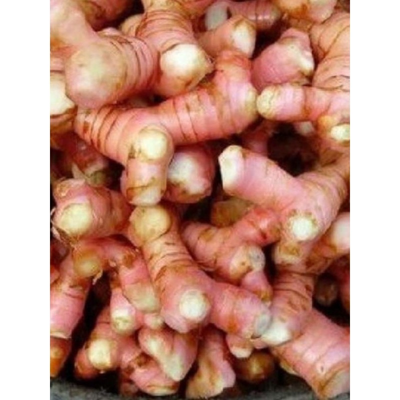 

LENGKUAS SEGAR ASLI / LAOS FRESH SEGAR / LAOS BESAR / LENGKUAS GAJAH terlaris berkualitas