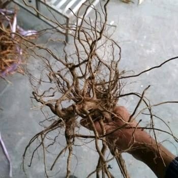 

Ready Akar kayu senggani untuk aquascape