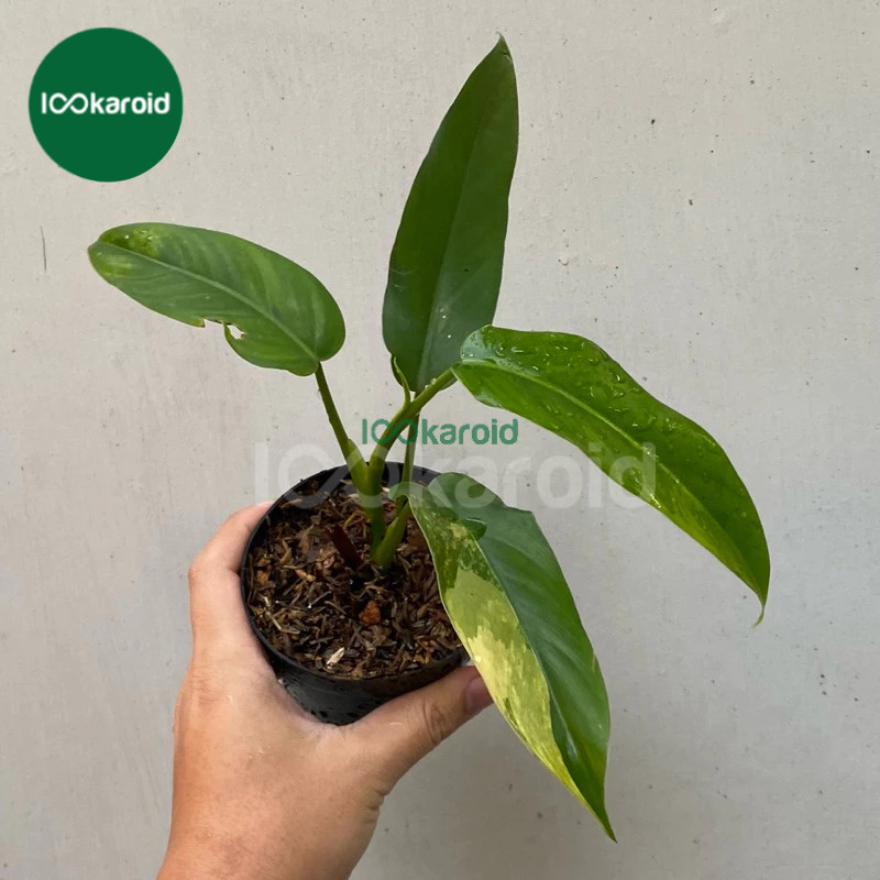 Tanaman Hias Philodendron Domesticum Variegata | Philo Domesticum Varigata