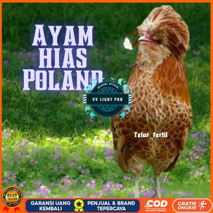 

telur ayam hias Poland bisa untuk di tetaskan original berkualitas CV LIGHT PRO