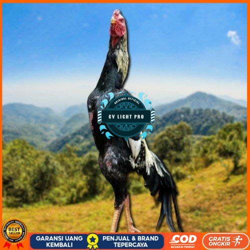 

telur ayam shamo eropa ori bisa untuk di tetaskan CV LIGHT PRO