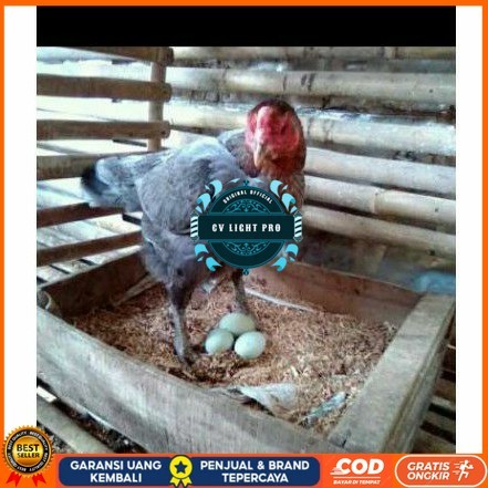 

TELUR AYAM BIRMA UNTUK DI TETASKAN CV LIGHT PRO
