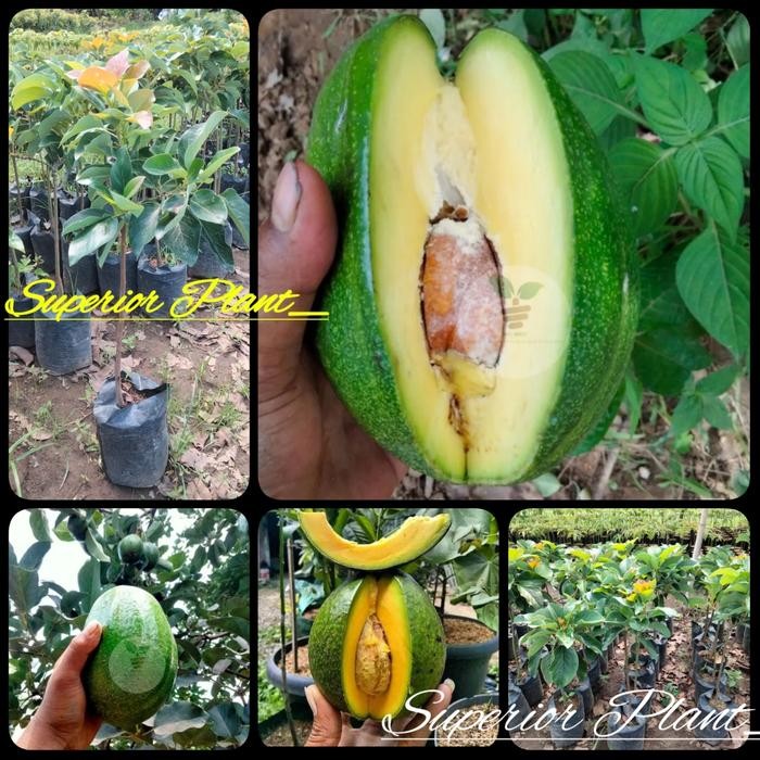 BIBIT ALPUKAT MARKUS SUPER JUMBO HASIL OKULASI