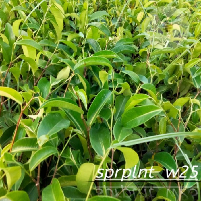 bibit beringin lokal pohon beringin rindang tanaman bonsai beringin