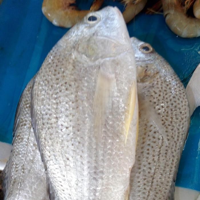 

Ikan Kakap Muara 500gr