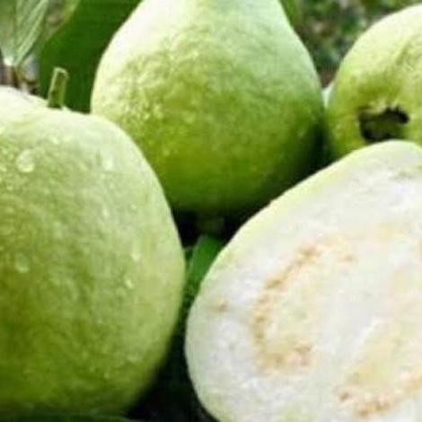 

Jambu Kristal 1 kg