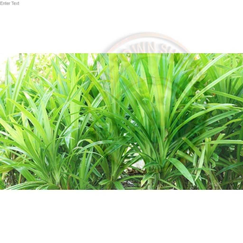 

DAUN PANDAN WANGI DAN SEGAR (1 LEMBAR)