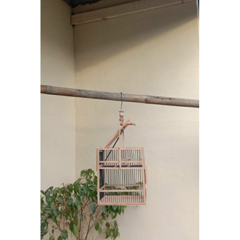 jebakan burung kecil