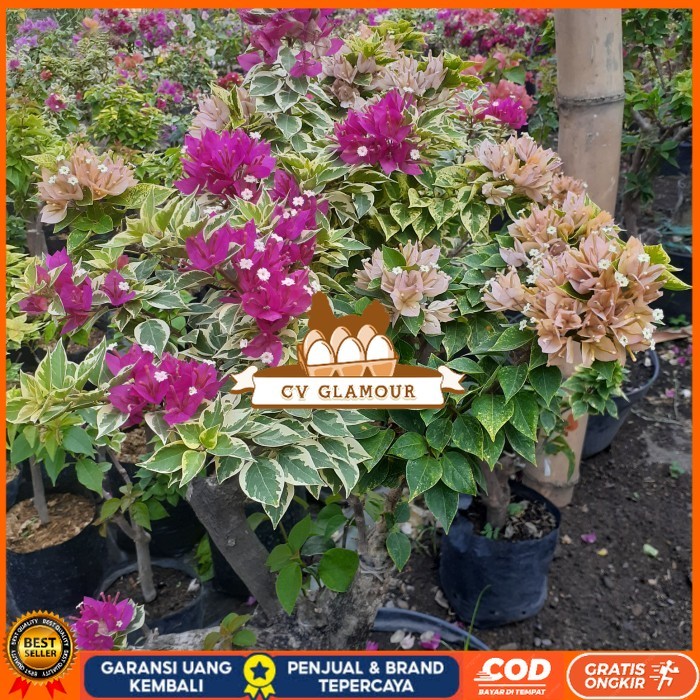 TANAMAN HIAS BOUGENVILLE SINGAPORE FULL BUNGA BATANG BESAR CANTIK Bibit Tanaman Super Unggul CV GLAM