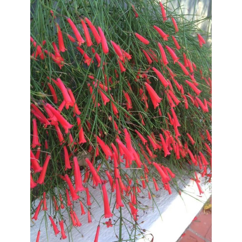 Tanaman Hias Gantung Air Mancur Bunga Merah - Tanaman Hias Air Mancur Tanaman Gantung