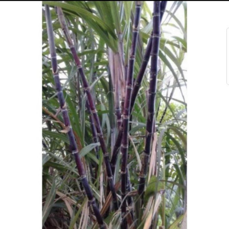 Bibit Tebu Wulung Atau Stek Tebu Hitam Segar Obat Herbal 30 Cm