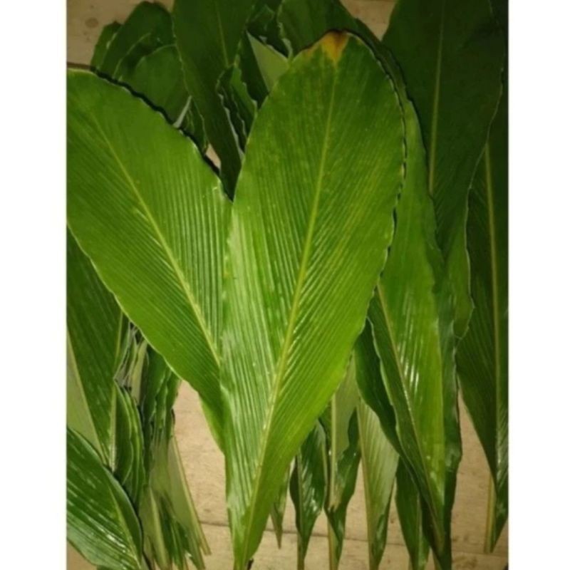 

Jual daun hangasa segar per 1 lembar