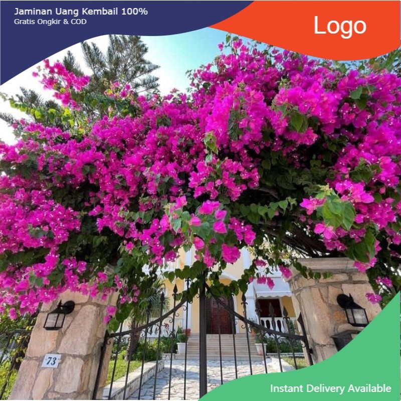 # tanaman hias bugenvi - bugenvil ungu - bugenvil putih - bugenvil oren - bugenvil merah fanta