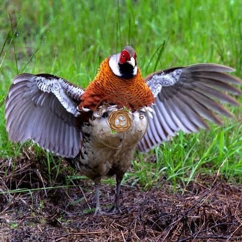 

Telur ayam hias ringneck elliot pheasant fertil siap ditetaskan KURNIA PRATAMA ID