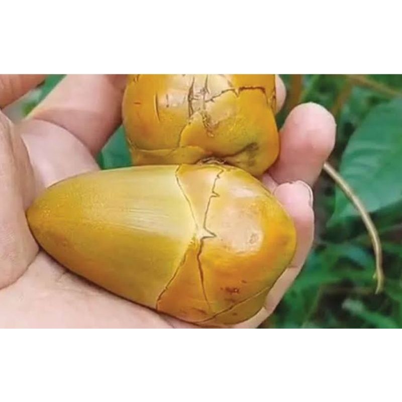 

Beluluk kelapa kelapa kecil tembuluk organik untuk obat herbal
