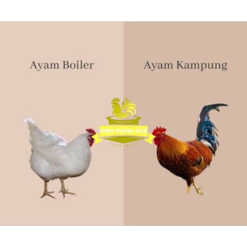 

TELUR TETAS AYAM JABRO SUPER UNTUK DI TETASKAN KURNIA PRATAMA ABADI
