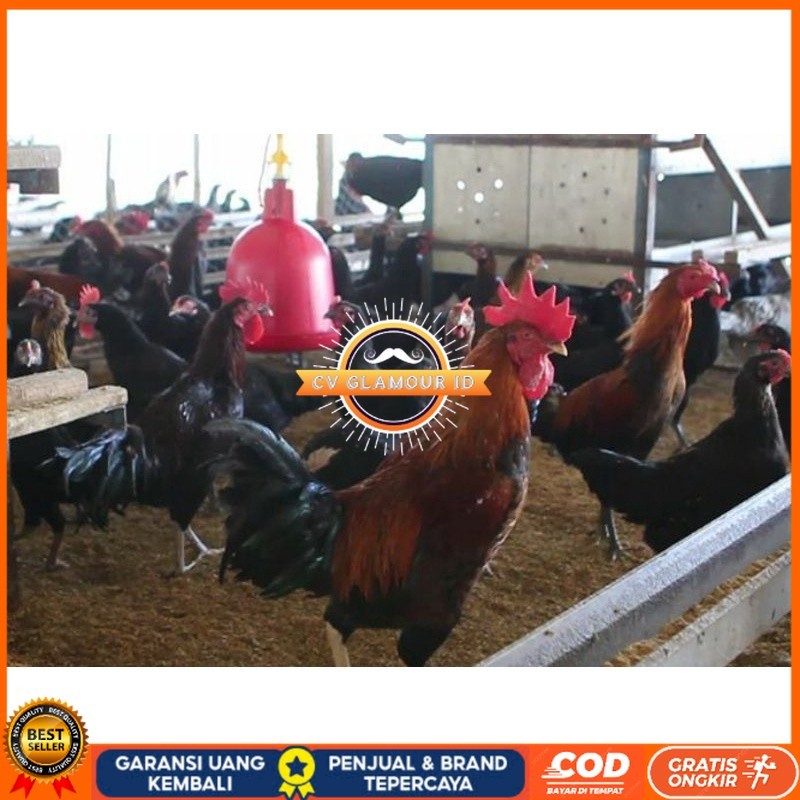 

TELUR AYAM KUB 2 JALUR PETELUR TANGGUH UNTUK DI TETASKAN CV GLAMOUR ID