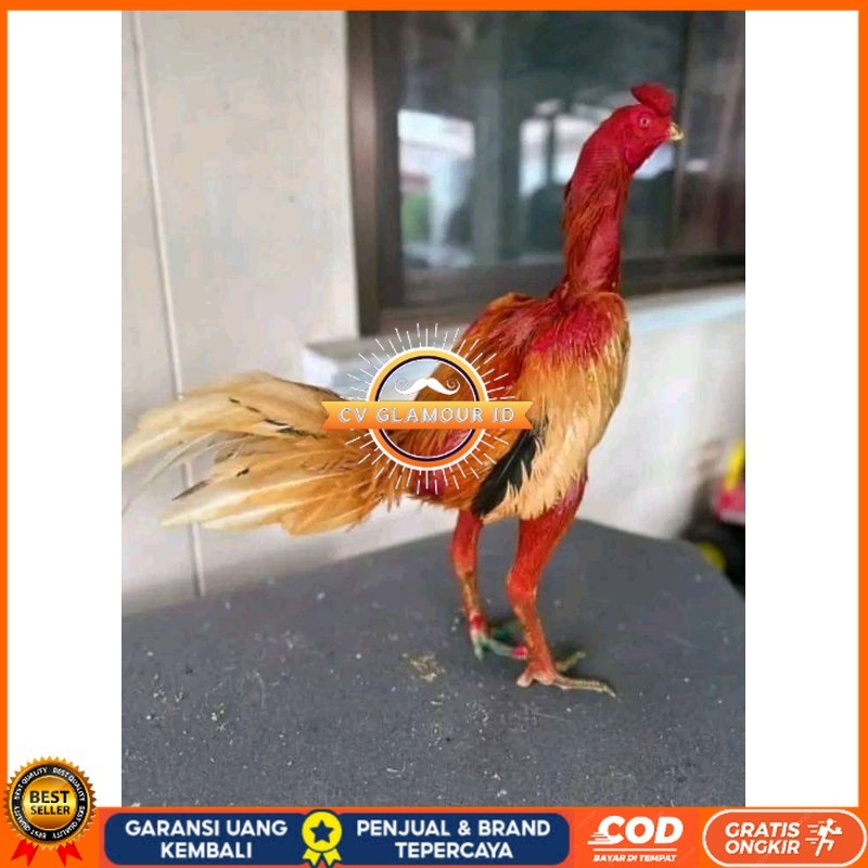 

telur tetas TELUR FERTIL PLUCKER ORIGINAL CV GLAMOUR ID