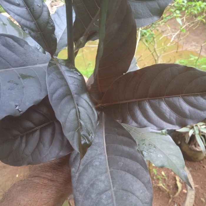 

OHI Herbal Daun Ungu Handeuleum 100 gram