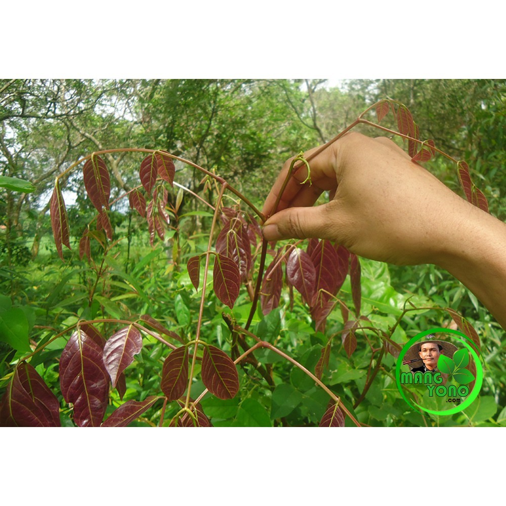 

OHI Daun Jengkol Segar 1 Kg Murah