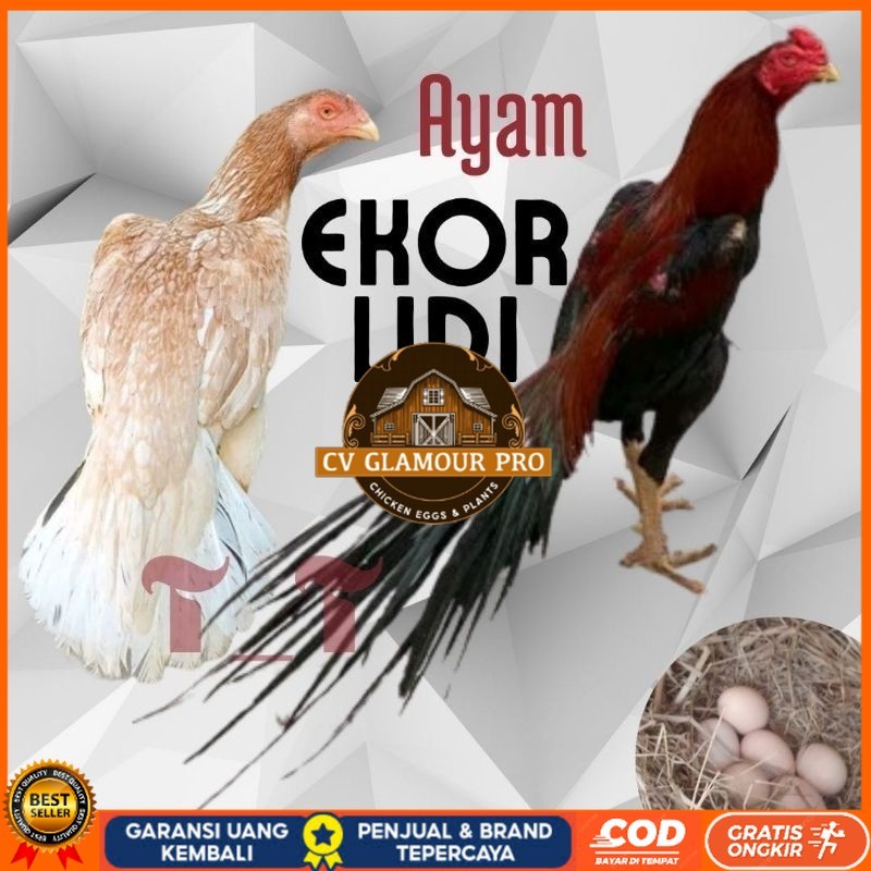 

telur ayam ekor lidi asli original bisa untuk di tetaskan CV GLAMOUR PRO