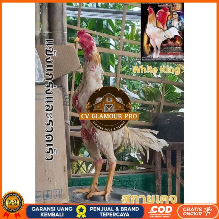 

COD TELUR FERTIL PLUCKER SUPER original berkualitas CV GLAMOUR PRO