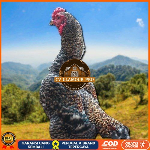 

telur ayam shamo fertil untuk ditetaskan CV GLAMOUR PRO