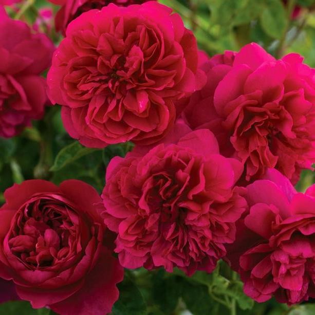 Tanaman Hidup Bunga Mawar import Red Eden-ukuran dewasa-Mawar Merah - dewasa